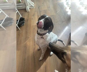 German Shorthaired Pointer Dogs for adoption in Ogden, UT, USA