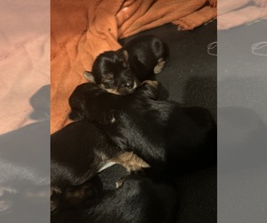 YorkiePoo Litter for sale in COVINA, CA, USA