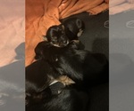Small YorkiePoo