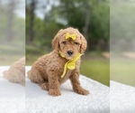 Small #10 Goldendoodle