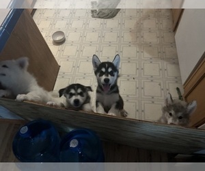 Alusky Puppy for sale in REDDING, CA, USA