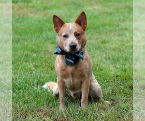 Meatball - Male Mutt Dog for Adoption - Photo #3