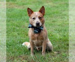 Small Photo #3 Mutt Puppy For Sale in Gretna, NE, USA