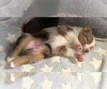 Small #1 Miniature Australian Shepherd
