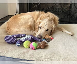 Kennedy - Female Golden Pyrenees Dog for Adoption - Photo #4