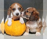 Small Photo #2 Dachshund Puppy For Sale in MYERSTOWN, PA, USA