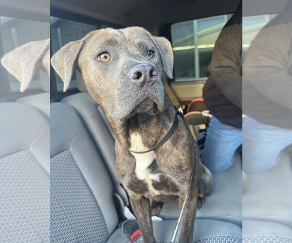 Medium Photo #2 Mutt Puppy For Sale in Incline Village, NV, USA