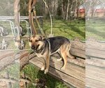 Small Photo #3 German Shepherd Dog Puppy For Sale in The Woodlands, TX, USA