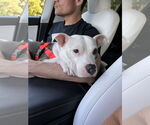 Small #11 American Pit Bull Terrier