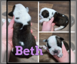Small Photo #3 Olde English Bulldogge Puppy For Sale in WHEELER, MI, USA