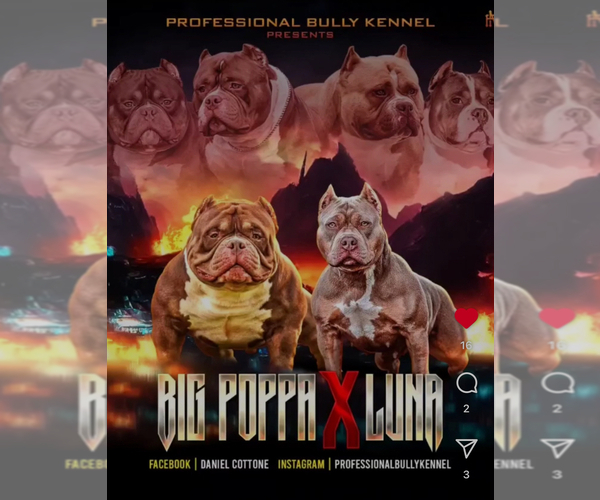 Medium Photo #1 American Bully Puppy For Sale in OKEECHOBEE, FL, USA