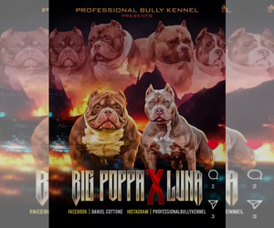 Father of the American Bully puppies born on 04/01/2024
