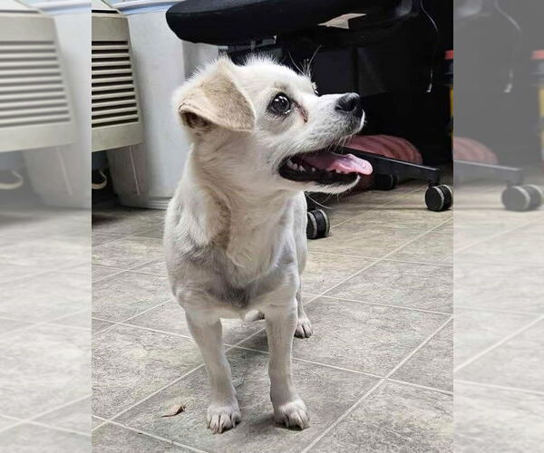 Medium Photo #2 Chihuahua-Unknown Mix Puppy For Sale in Rustburg, VA, USA