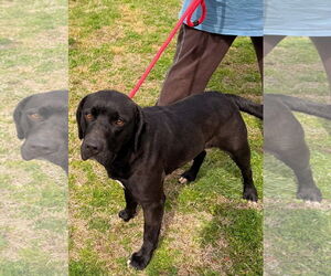 Mutt Dogs for adoption in Rockaway, NJ, USA