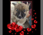 Small Photo #4 Pembroke Welsh Corgi Puppy For Sale in LOVELAND, CO, USA