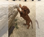 Small Photo #135 Rhodesian Ridgeback Puppy For Sale in MORONGO VALLEY, CA, USA