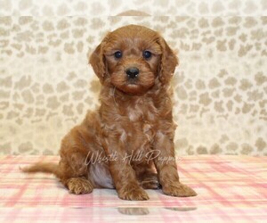 Cavapoo Puppy for sale in DENVER, PA, USA