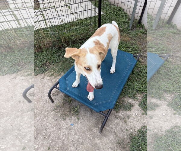 Medium Photo #5 German Shepherd Dog-Treeing Walker Coonhound Mix Puppy For Sale in Rowlett, TX, USA
