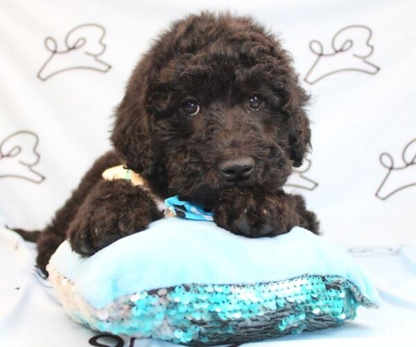 Medium Photo #2 Goldendoodle Puppy For Sale in LAS VEGAS, NV, USA