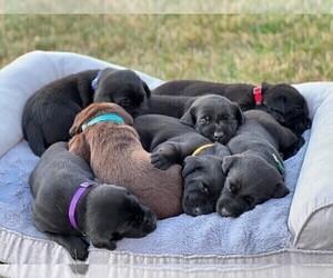 Labrador Retriever Puppy for sale in URBANDALE, IA, USA