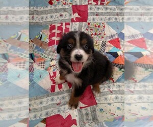 Australian Shepherd Puppy for sale in JEROMESVILLE, OH, USA