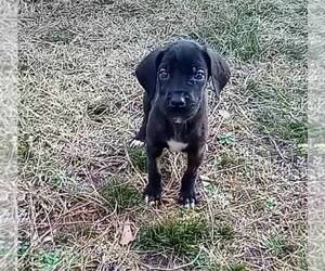 Great Dane Puppy for sale in ATLANTA, GA, USA