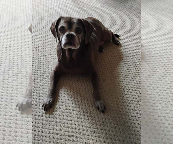 Medium Photo #2 Box-a-Pug Puppy For Sale in Burnsville, MN, USA