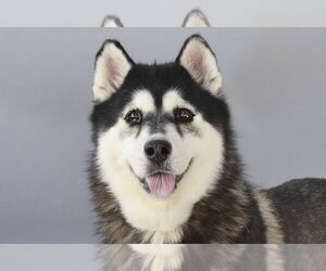 Siberian Husky Dogs for adoption in Pasadena, CA, USA