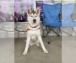 Small #3 Siberian Husky