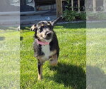 Small #2 Mutt