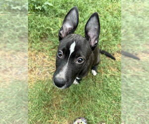 Mutt Dogs for adoption in Canton, CT, USA