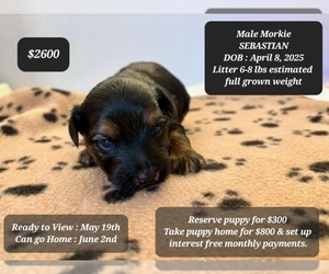 Morkie Puppy for sale in TUCSON, AZ, USA