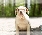 Small Photo #1 Olde English Bulldogge Puppy For Sale in WARSAW, IN, USA