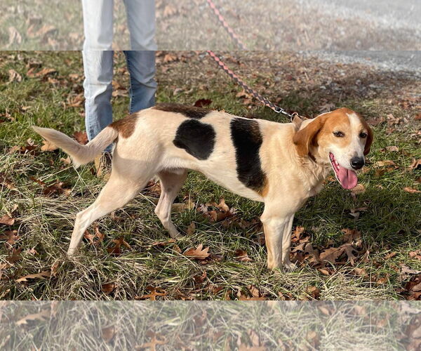 Medium Photo #2 American Foxhound-Unknown Mix Puppy For Sale in Rustburg, VA, USA