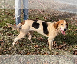 Gregory: Not At the Shelter (Wendy) - Male American Foxhound-Unknown Mix Dog for Adoption - Photo #2