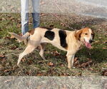 Small #1 American Foxhound Mix
