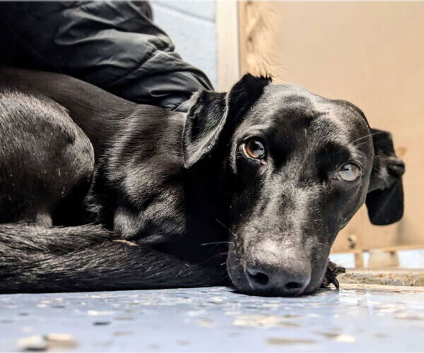 Medium Photo #3 Dachshund-Unknown Mix Puppy For Sale in Emmett, ID, USA