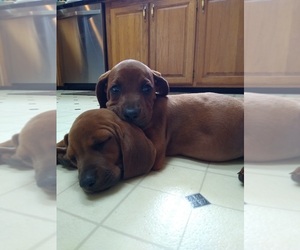 Redbone Coonhound Puppy for sale in BUFFALO, TX, USA