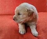 Small Photo #3 Golden Retriever Puppy For Sale in DAWSONVILLE, GA, USA