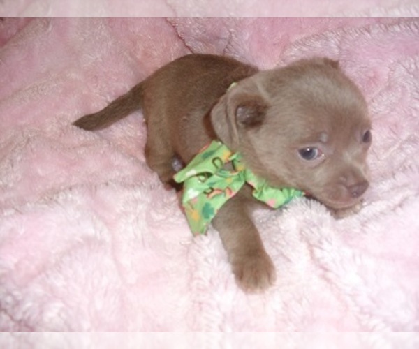 Medium Photo #5 Chihuahua Puppy For Sale in JACKSON, MS, USA