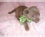 Small #4 Chihuahua
