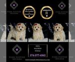Small Photo #8 Maltipoo (Miniature) Puppy For Sale in WARSAW, IN, USA