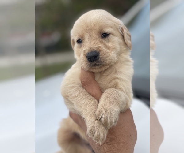 Medium Photo #7 Golden Retriever Puppy For Sale in TAMPA, FL, USA