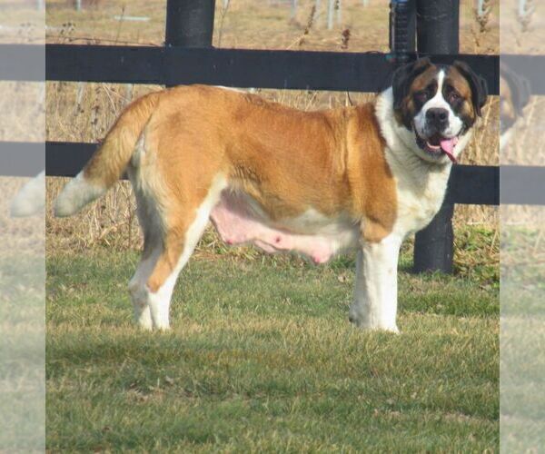 Medium Photo #1 Saint Bernard Puppy For Sale in MARIETTA, PA, USA