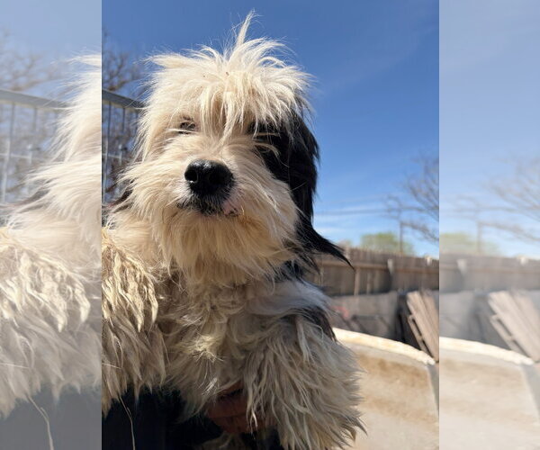 Medium Photo #3 Maltese-Unknown Mix Puppy For Sale in Grafton, WI, USA