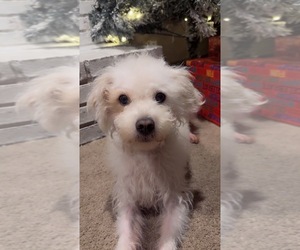 Shih Tzu Puppy for sale in NAUGATUCK, CT, USA