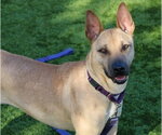 SANDY - Female Mutt Dog for Adoption - Small photo