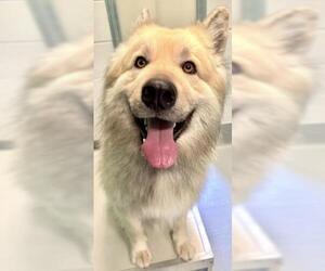 Alaskan Malamute-German Shepherd Dog Mix Dogs for adoption in Visalia, CA, USA