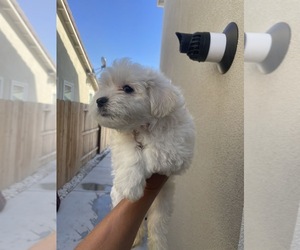 Maltipoo Puppy for sale in MODESTO, CA, USA