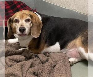 Beagle Dogs for adoption in Peoria, IL, USA